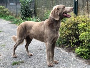 bommel 2021